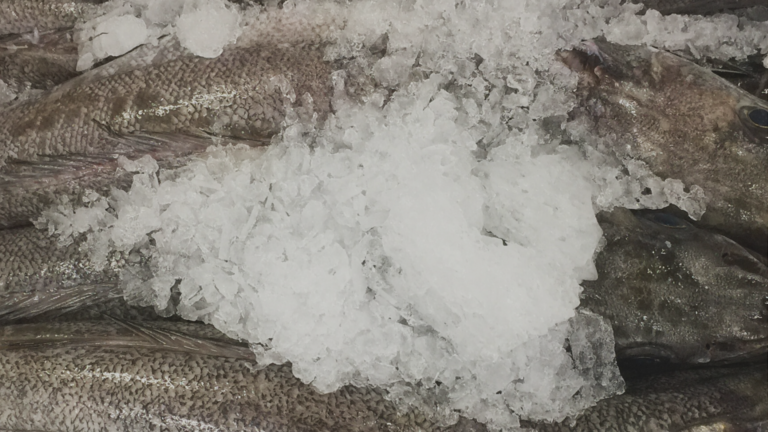 Close up image of fish on ice