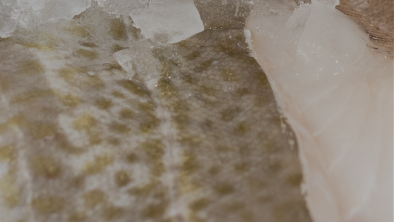 Close up fish scales